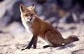 fox2005