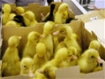babyduck