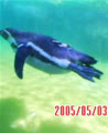 saobansa