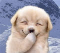 khanhdung_pooh