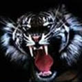 Black_tiger