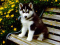 Milou