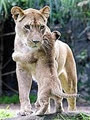 bichua