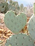 cactus_girl
