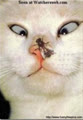 Homqua_emmo_gapBacHo
