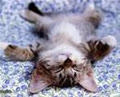 Katie_cat