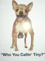 Chihuahua_De_GauGauGau