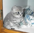 ChubbyCat