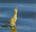 le_hoang_da_lam
