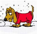 colddog
