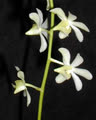 ngontaycai