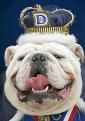 kingofbulldog