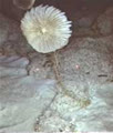 183_tahi