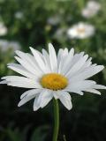 petite_daisy