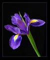 iris_ann