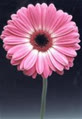 sumu