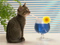BlueBlackSun