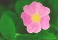 Thu_Huong12a