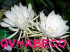 qvhabeco