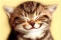meodoi