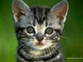 meomatmoc