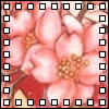 piyo