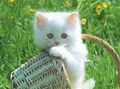 meotrangxinh