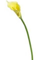 Hin_lily