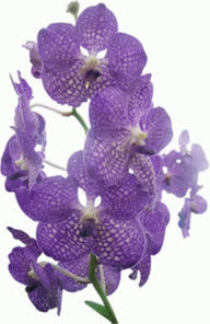 violet1983