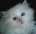 linhE1