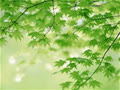 small_maple