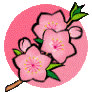 cerisette