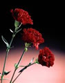 carnation_jp