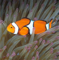 aquarium