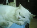 chubbycat1987