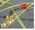 Red_Dragonfly