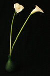 Olive77