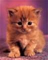 catinuk