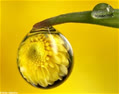 lilik