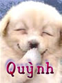 daudinhkiemtien