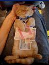thai__hoa