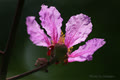banglangtim_5379