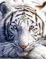 tiger_dance