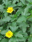 MinhKhue2006