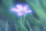 purplesea