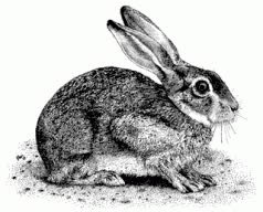 Rabbit
