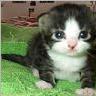 ___CAT___