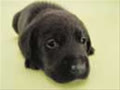 chiot_chaton