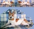 catkath
