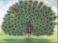 lamtuocvy